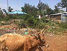 104-cows_or_wildebeats_kisumu.jpg