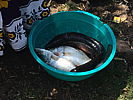 121-_fish_in_a_bowl_at_the_fishing_port.jpg