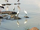 130-a_flock_of_egrets.jpg