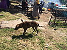 136-_another_kenyan_dog.jpg