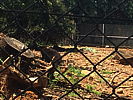179-boar_at_impala_sanctuary.jpg