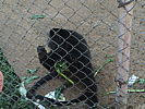 185-_small_monkey_at_impala_sanctuary.jpg