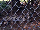 199-_leopard_resting.jpg