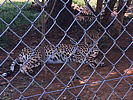 203-leopard_resting_5.jpg