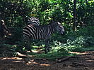 228-zebra_1.jpg
