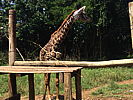 235-_giraffe.jpg