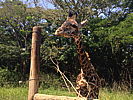 237-_giraffe_3.jpg