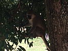 241-_monkey_in_a_tree.jpg